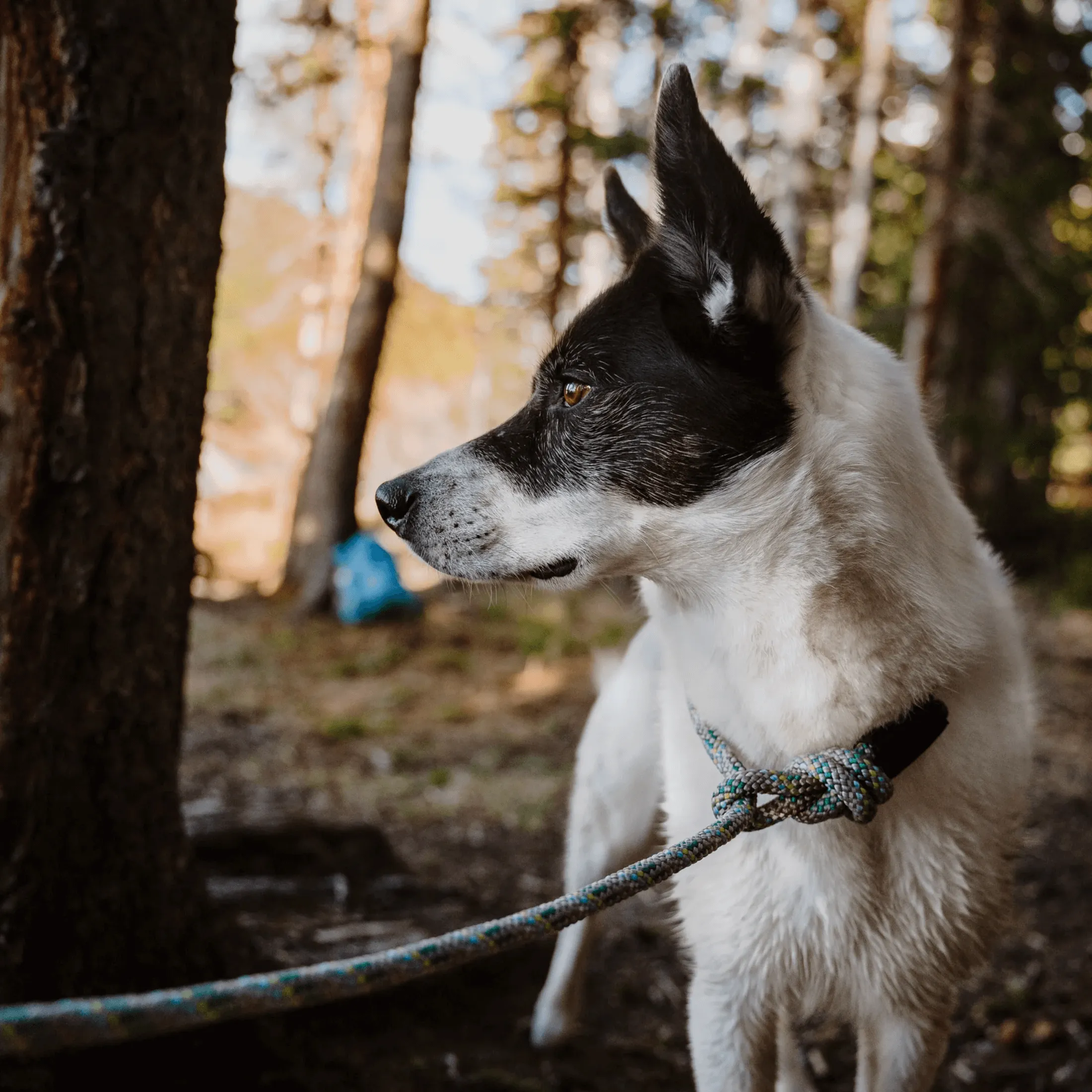 Alpine Reflective Rope Leash