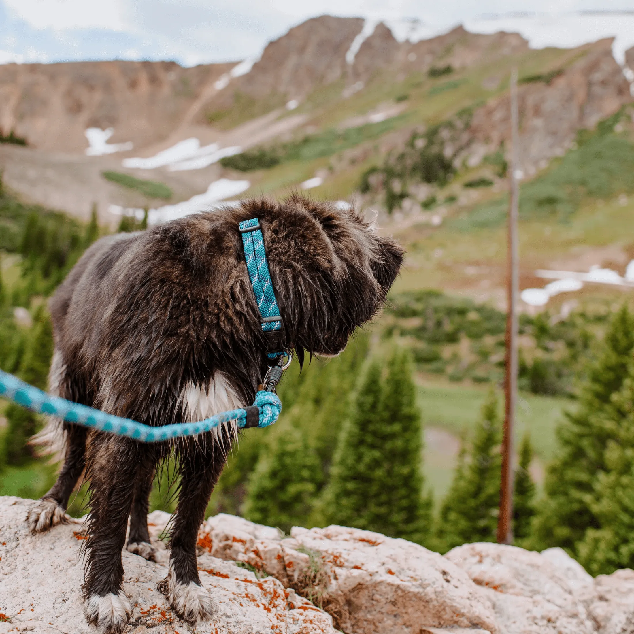 Islander Reflective Rope Collar